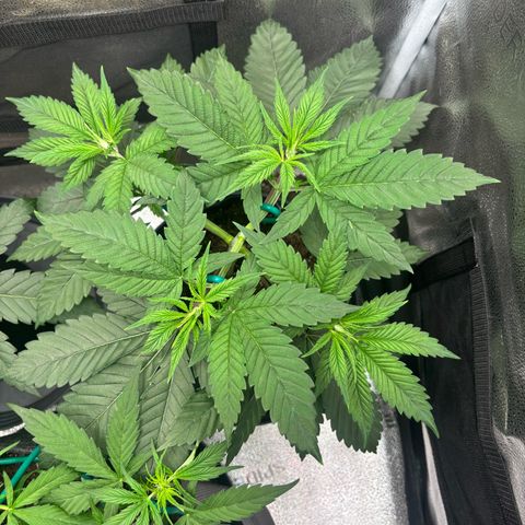 Scoops of Cream growlog timeline photo
