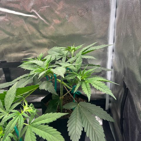 Scoops of Cream growlog timeline photo