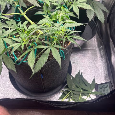 Strawberry Cheesecake growlog timeline photo