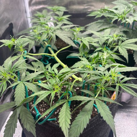 Strawberry Cheesecake growlog timeline photo
