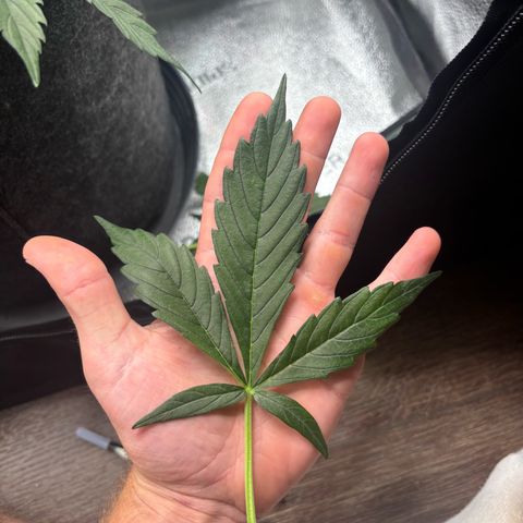 Strawberry Cheesecake growlog timeline photo
