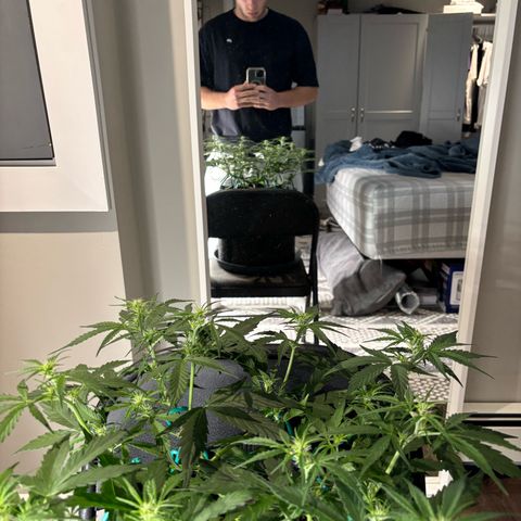 Strawberry Cheesecake growlog timeline photo