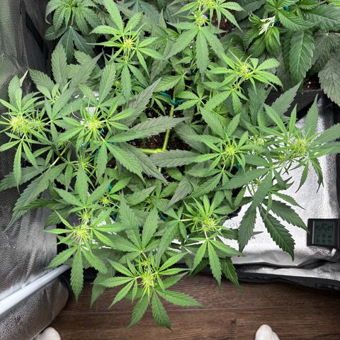 Strawberry Cheesecake growlog timeline photo