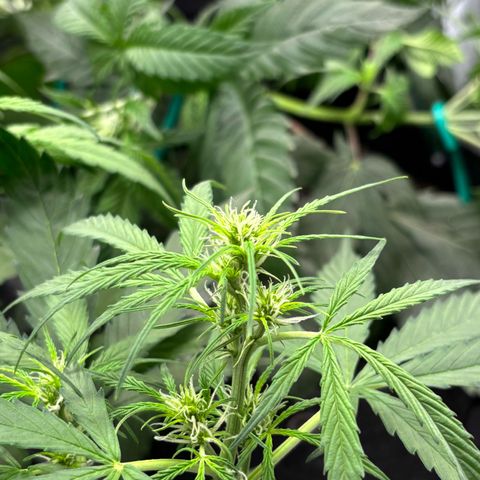 Strawberry Cheesecake growlog timeline photo