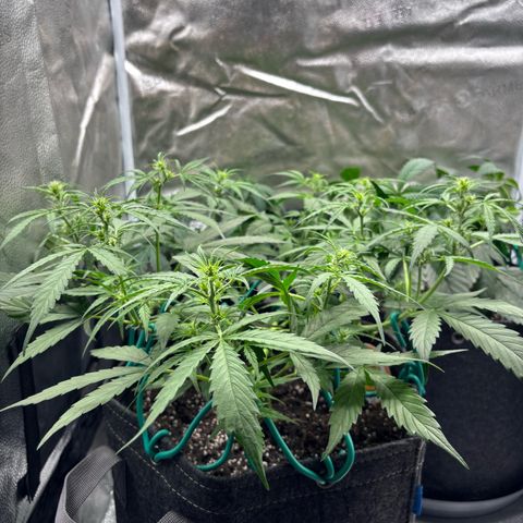 Strawberry Cheesecake growlog timeline photo