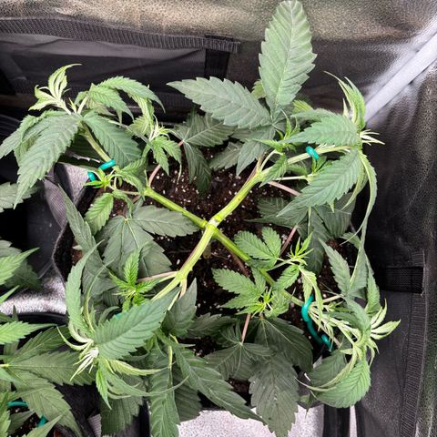 Scoops of Cream growlog timeline photo