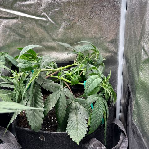 Scoops of Cream growlog timeline photo