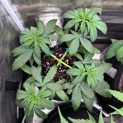 Badazz OG Cheese growlog timeline photo
