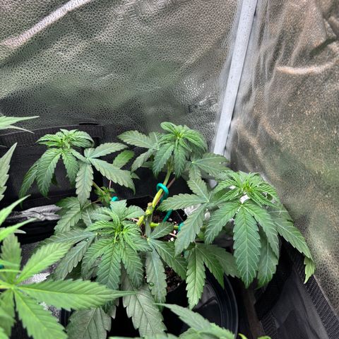 Badazz OG Cheese growlog timeline photo