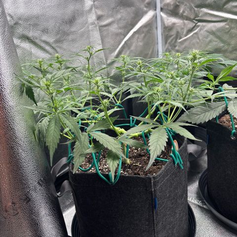 Strawberry Cheesecake growlog timeline photo
