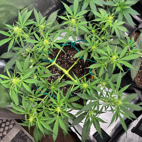 Strawberry Cheesecake growlog timeline photo
