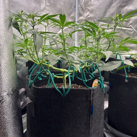 Strawberry Cheesecake growlog timeline photo