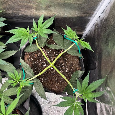 Scoops of Cream growlog timeline photo