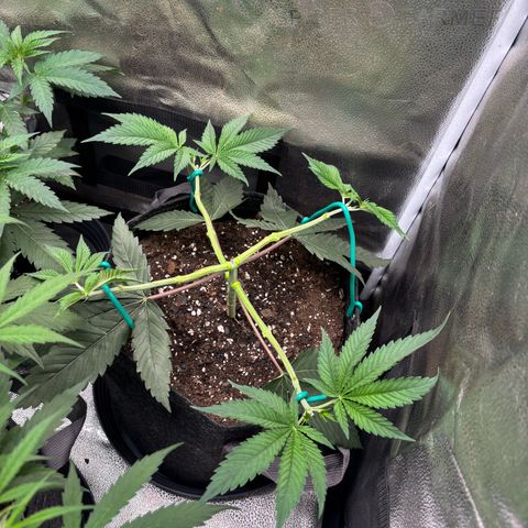 Scoops of Cream growlog timeline photo