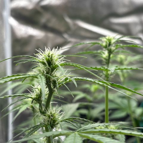 Strawberry Cheesecake growlog timeline photo
