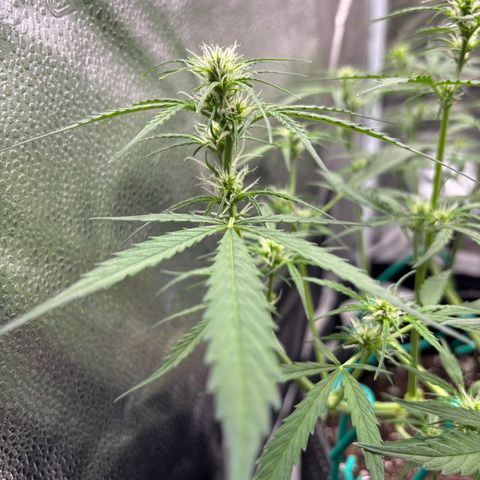 Strawberry Cheesecake growlog timeline photo