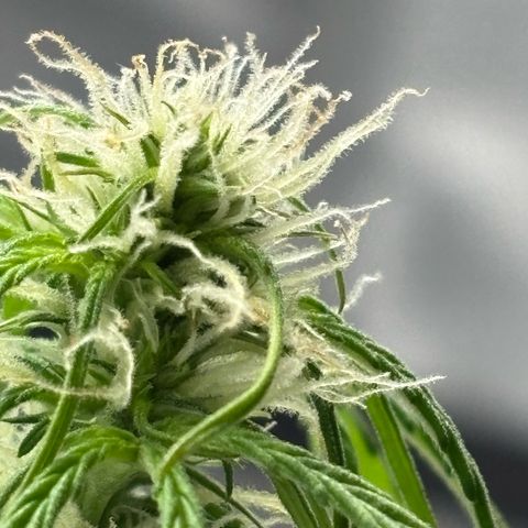 Strawberry Cheesecake growlog timeline photo