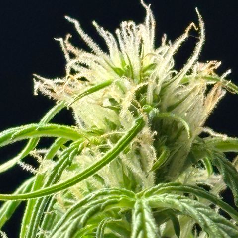 Strawberry Cheesecake growlog timeline photo