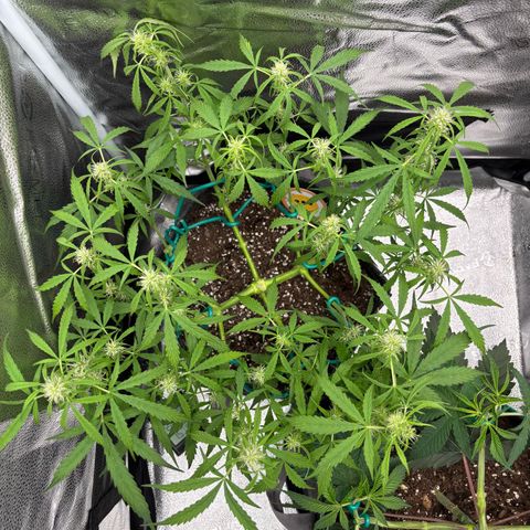 Strawberry Cheesecake growlog timeline photo