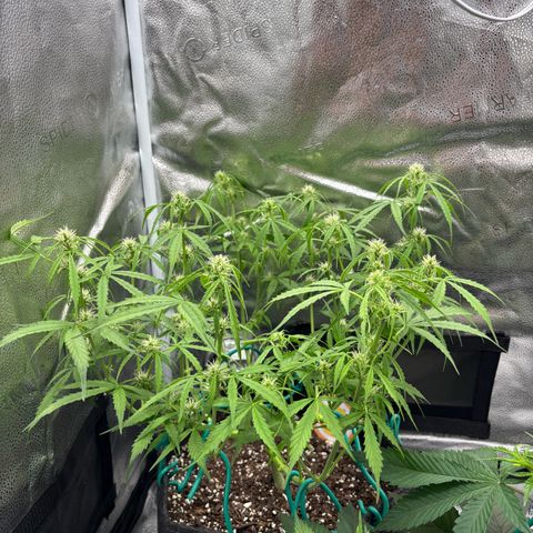 Strawberry Cheesecake growlog timeline photo