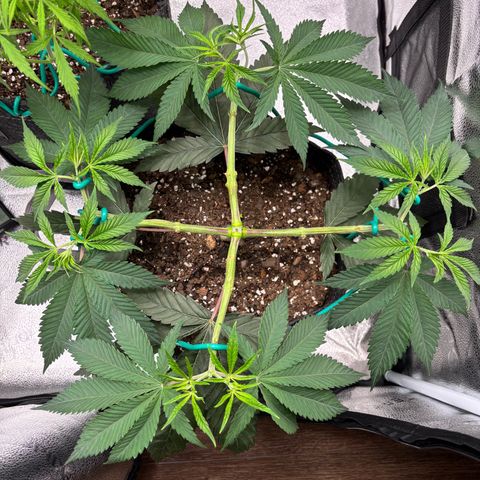Scoops of Cream growlog timeline photo
