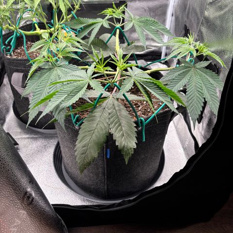 Scoops of Cream growlog timeline photo