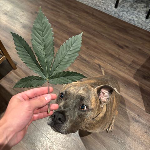 Scoops of Cream growlog timeline photo