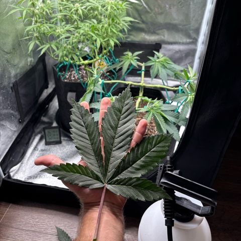 Scoops of Cream growlog timeline photo