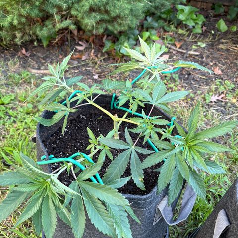 Badazz OG Cheese growlog timeline photo