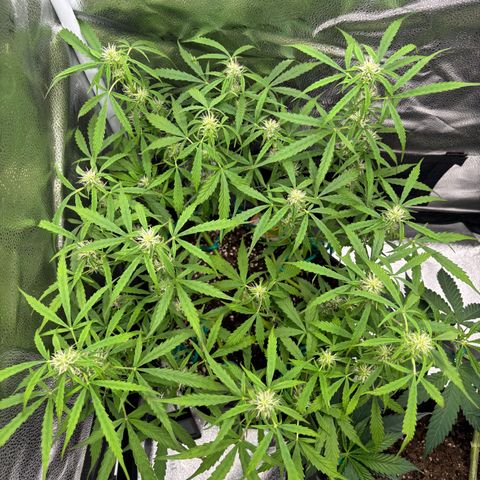 Strawberry Cheesecake growlog timeline photo