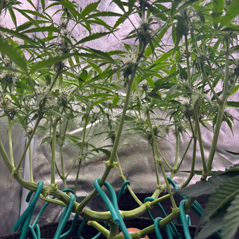 Strawberry Cheesecake growlog timeline photo