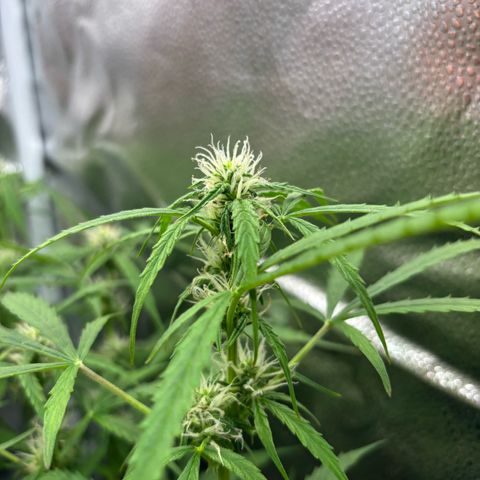 Strawberry Cheesecake growlog timeline photo