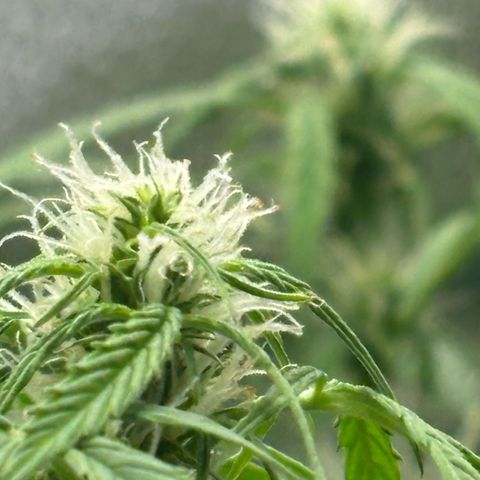Strawberry Cheesecake growlog timeline photo
