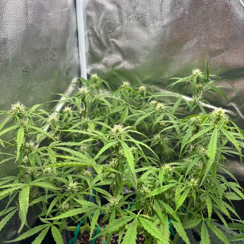 Strawberry Cheesecake growlog timeline photo