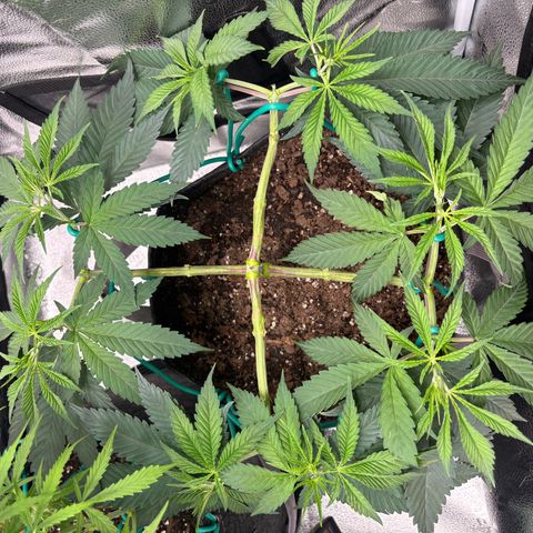 Scoops of Cream growlog timeline photo
