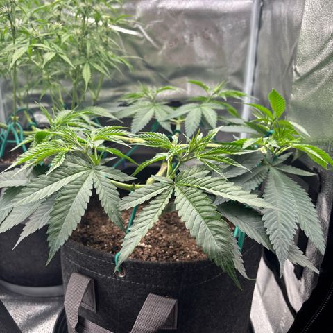 Scoops of Cream growlog timeline photo