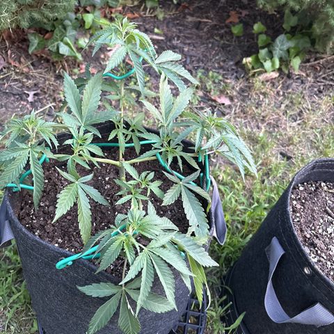 Badazz OG Cheese growlog timeline photo