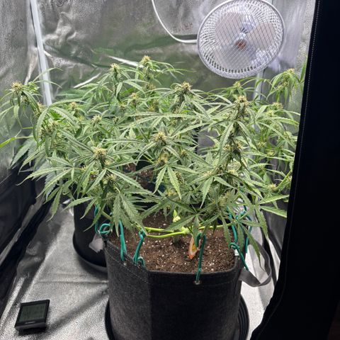 Strawberry Cheesecake growlog timeline photo