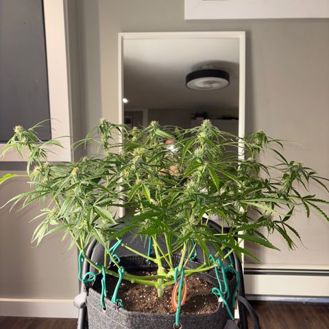 Strawberry Cheesecake growlog timeline photo