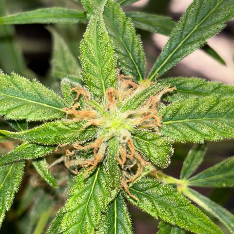 Strawberry Cheesecake growlog timeline photo