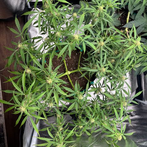 Strawberry Cheesecake growlog timeline photo
