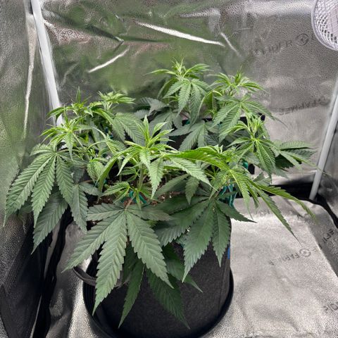 Scoops of Cream growlog timeline photo