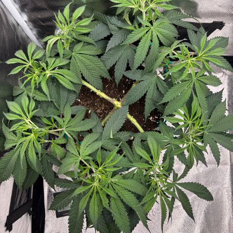 Scoops of Cream growlog timeline photo