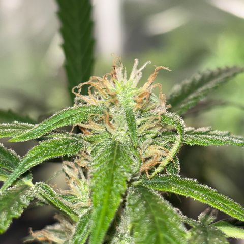 Strawberry Cheesecake growlog timeline photo