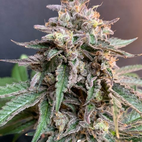 Scoops of Cream growlog timeline photo
