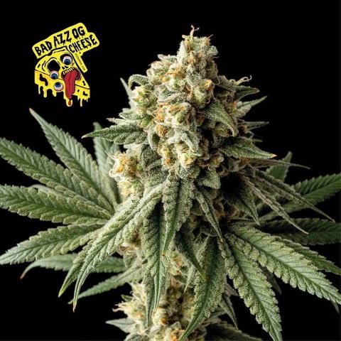 Badazz OG Cheese growlog timeline photo