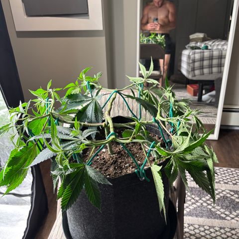 Scoops of Cream growlog timeline photo