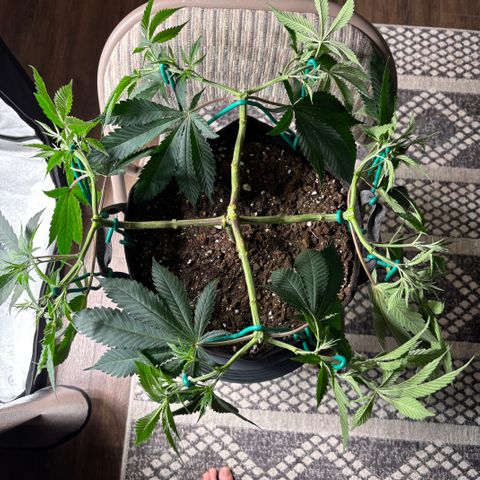 Scoops of Cream growlog timeline photo