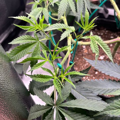 Scoops of Cream growlog timeline photo