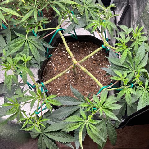 Scoops of Cream growlog timeline photo